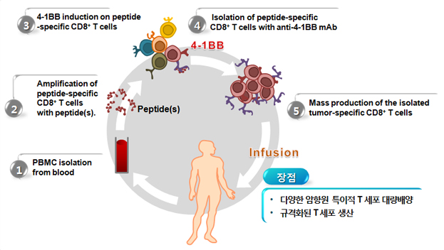 4-1 BB-based isolation of Ag-specific CD8 T cells,
1.PBMC isolation from blood,
2.Amplification of peptide-specific CD8 T cells with peptide(s), 암항원(TAAs),
3.4-1 BB induction on peptide-specific CD8 T cells,
4.Isolation of peptide-specific CD8 T cells with anti-4-1 BB mAb,
5.Mass production of the isolated tumor-specific CD8 T cells, Infusion
장점 : 다양한 암항원 특이적 T세포 대량배양, 규격화된 T세포 생산