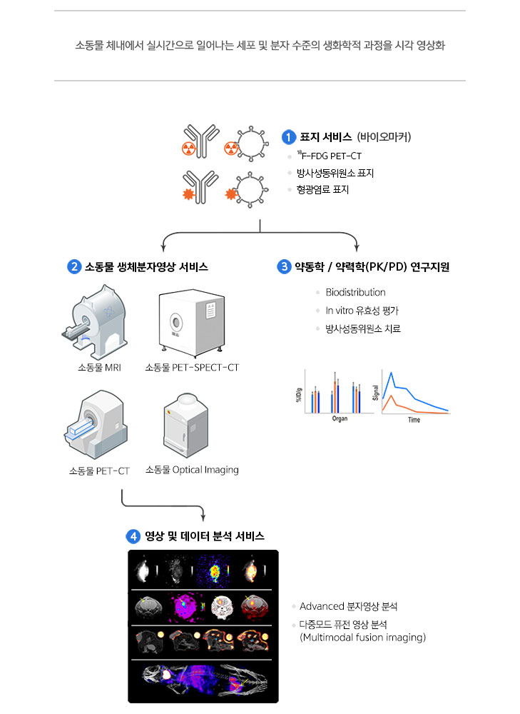 소동물 체내에서 실시간으로 일어나는 세포 및 분자 수준의 생화학적 과정을 시각 영상화