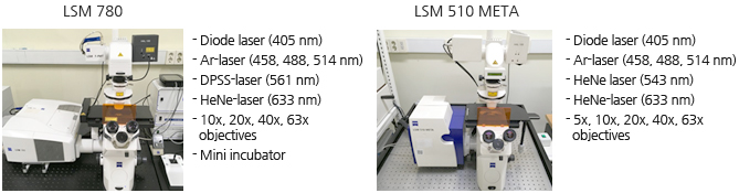 LSM 780 -Diode laser (405 nm) -Arlaser (458, 488, 314 nm) -DPSS-laser (561 nm), -HeNe-laser (533 nm) -10x, 20x, 40x, 63x objectives -Mini incubator 
						  / LSM 510 META -Diode laser (405 hm) -Arlaser (458, 488, 514 nm) -HeNe laser 543 am) -HeNe laser (655 nm) -5x. 10x, 20x. 40x. 63x objectives